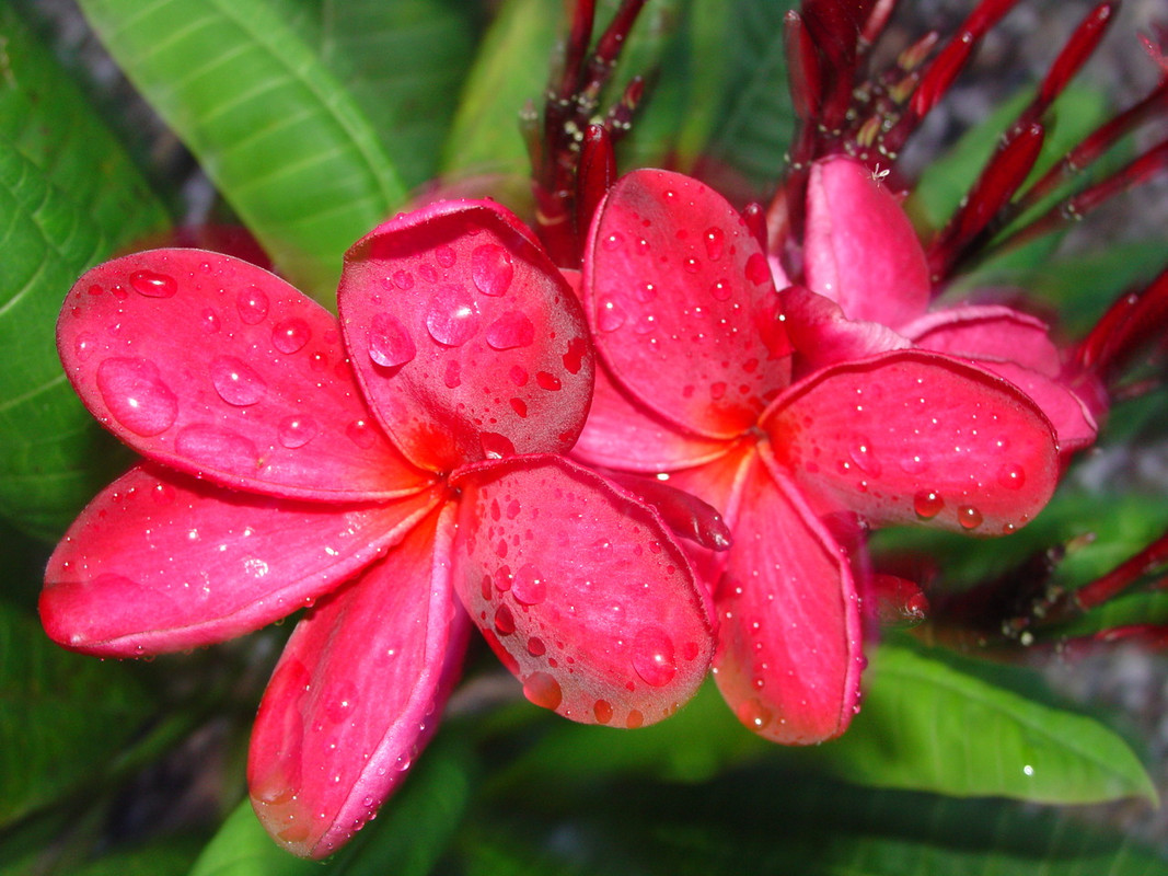 Malaysian Red Plumeria