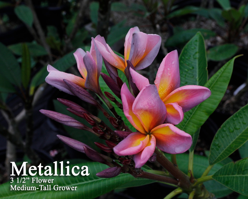 Metallica JL aka Metallica Plumeria