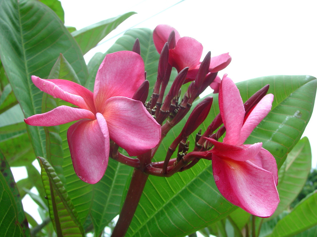 Michelle Gervais FCN Plumeria