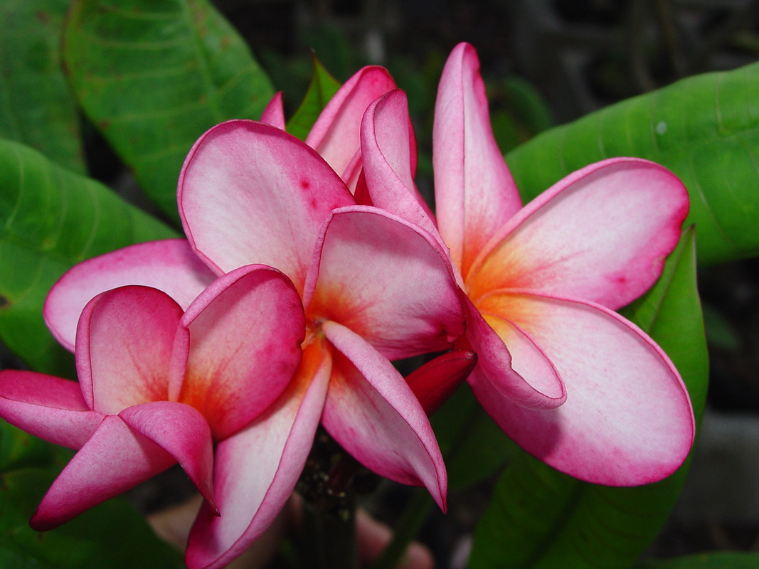 Negril Plumeria