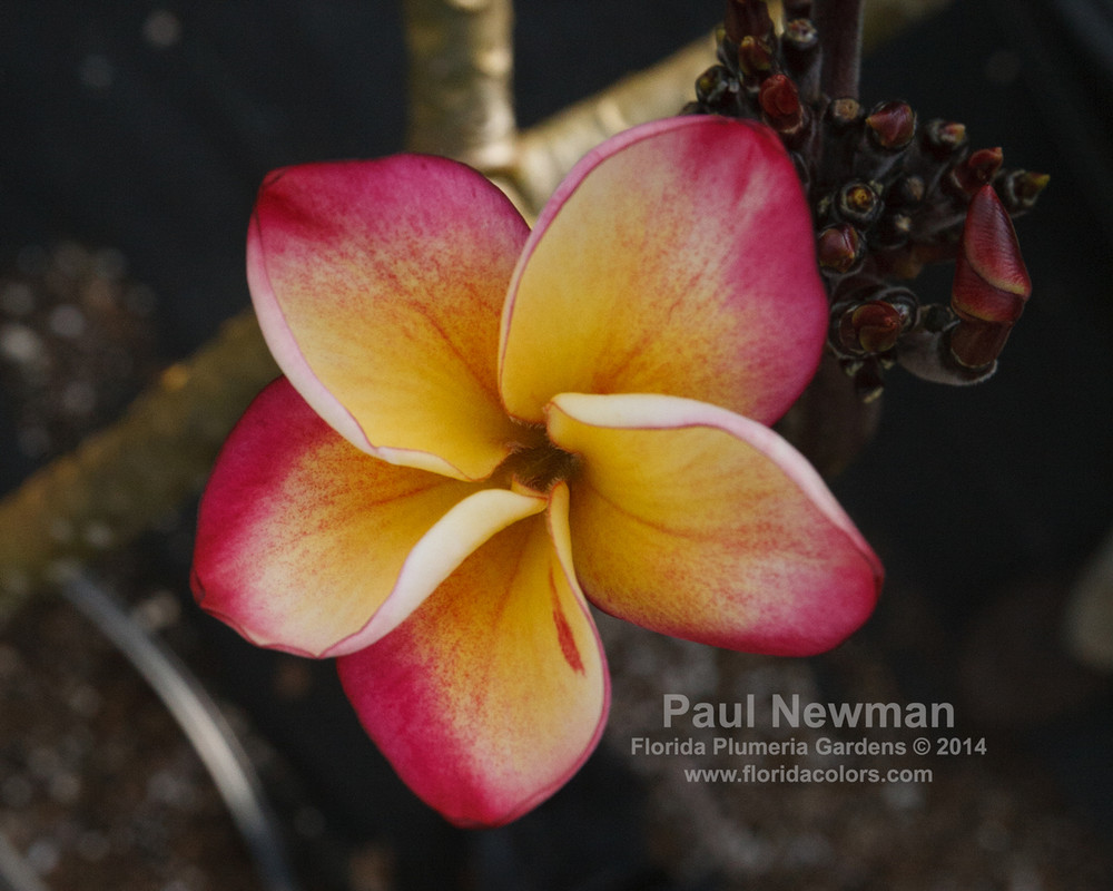 Paul Newman FCN Plumeria