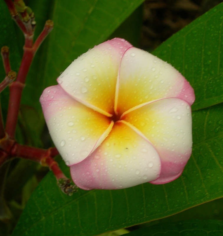 Saigon Moon Plumeria