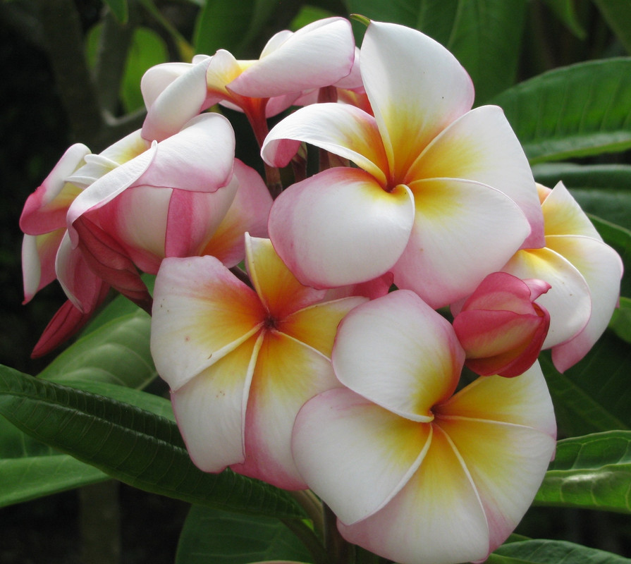 Saigon Moon Plumeria