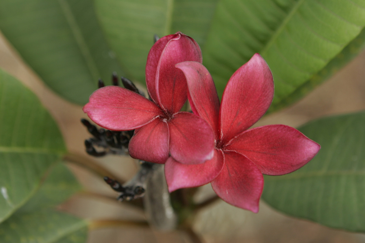 Schmidt Red Plumeria