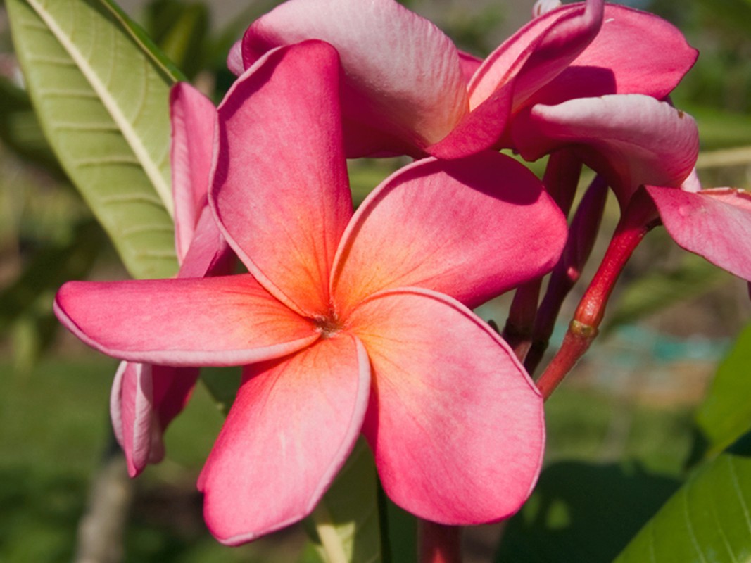 Shangri La Plumeria