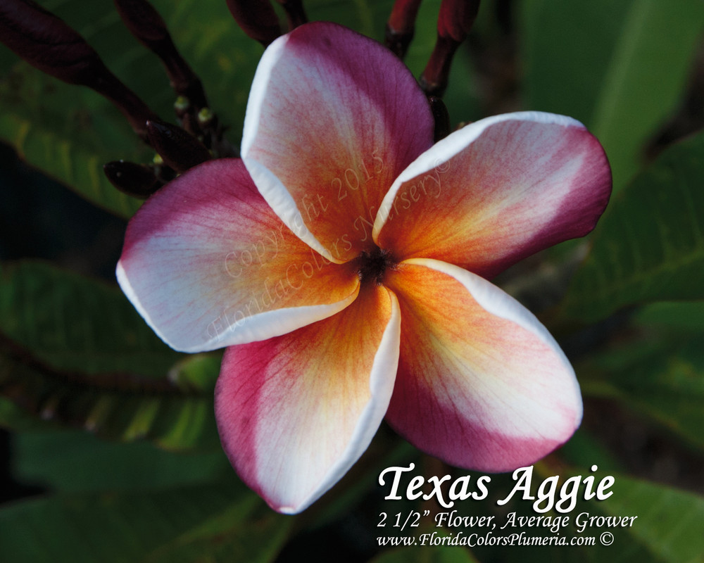 Texas Aggie Plumeria