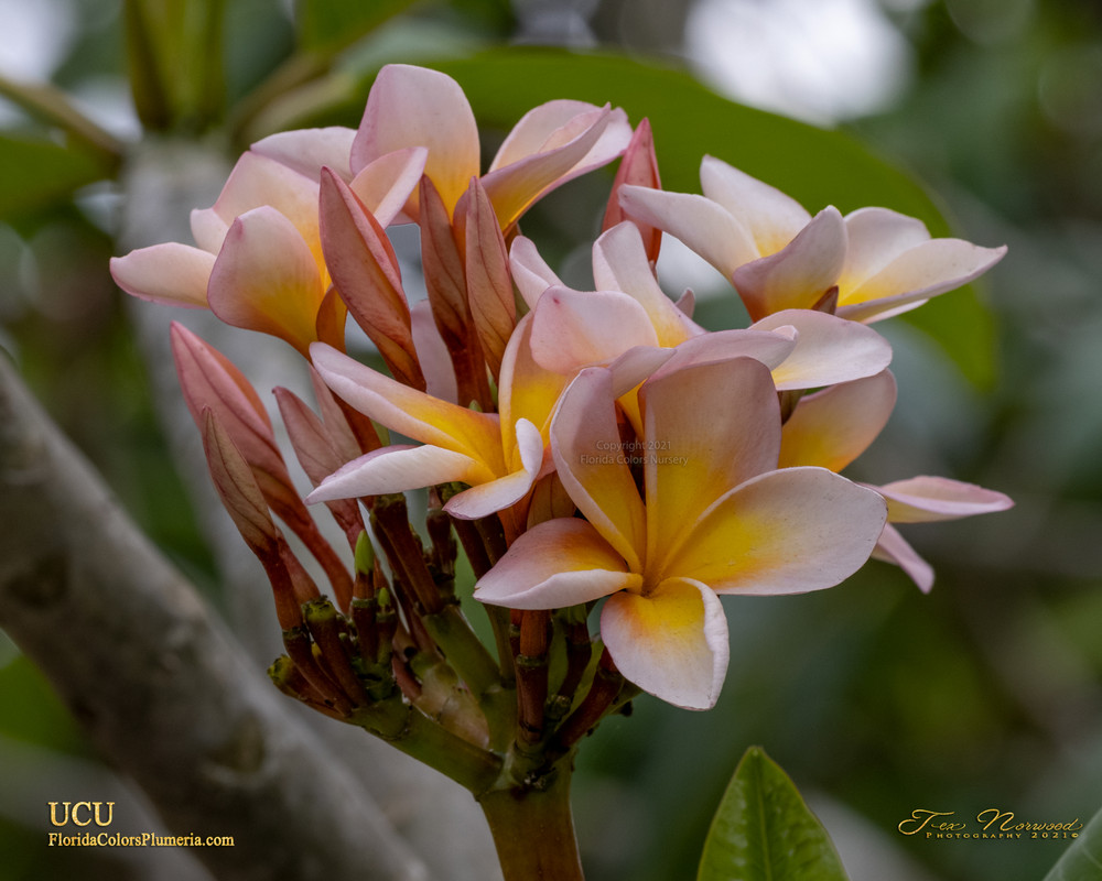 UCU Plumeria