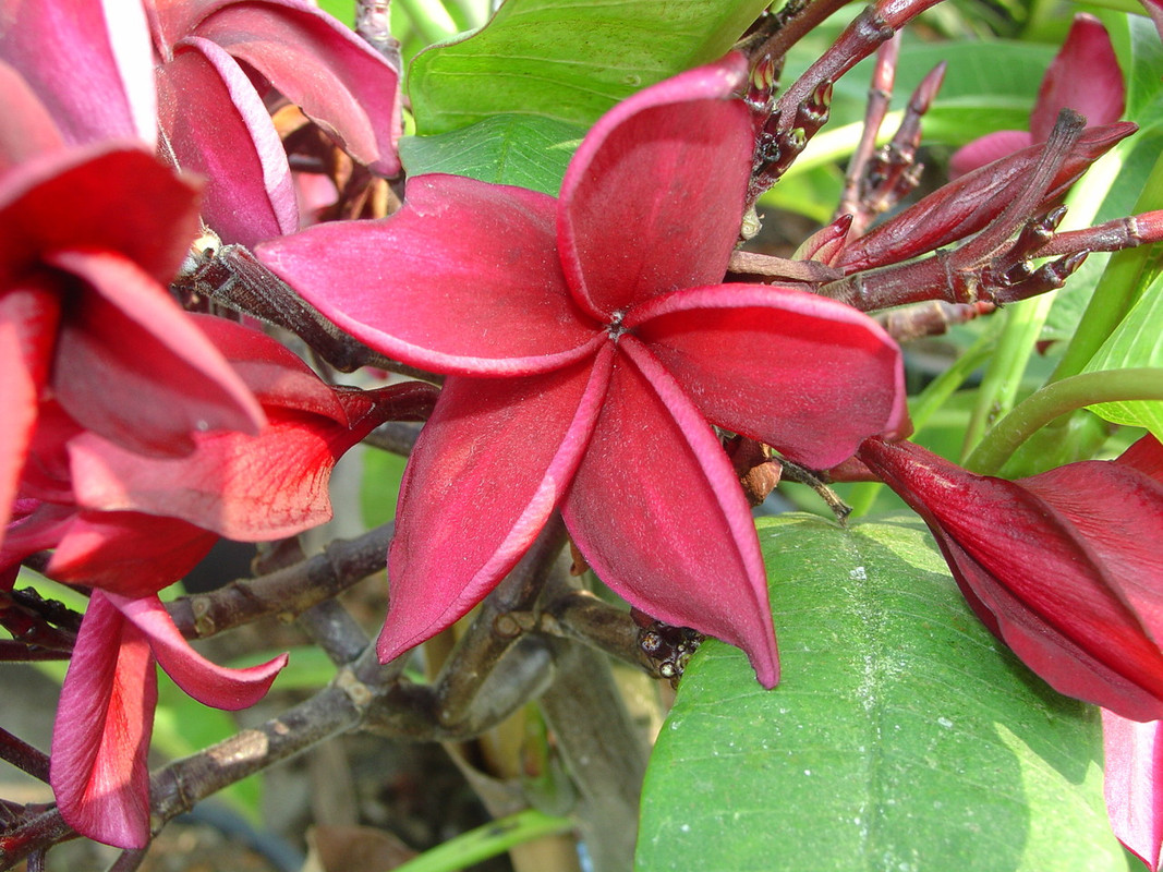 Wakwo Plumeria