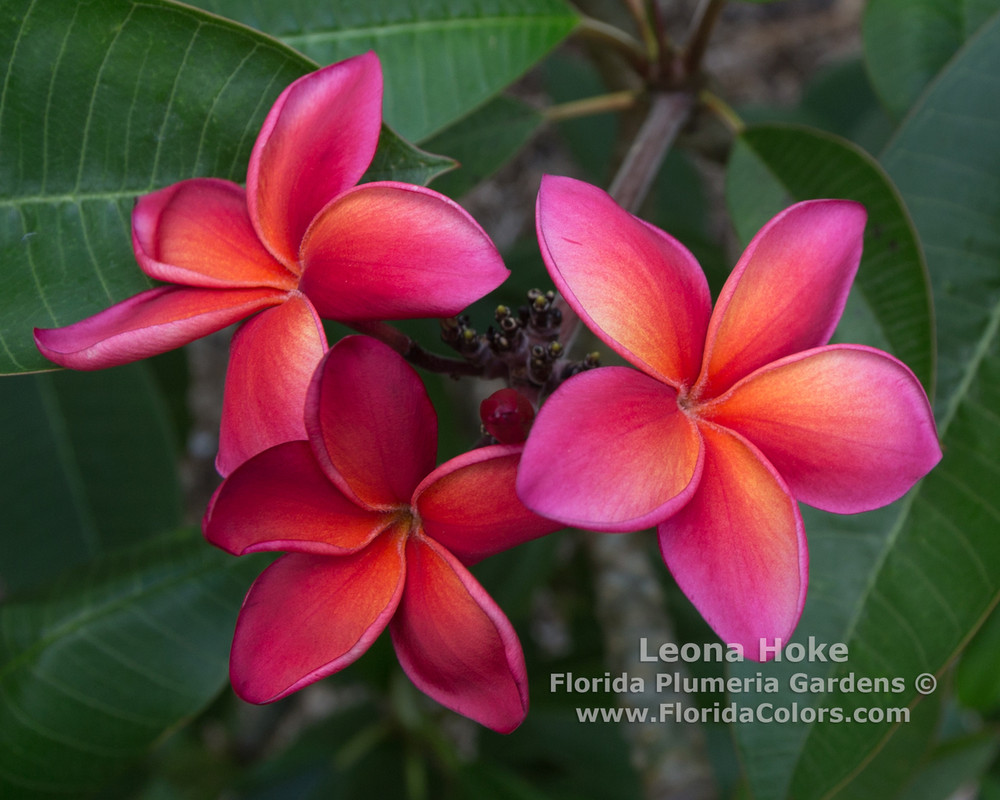 Leona Hoke Plumeria