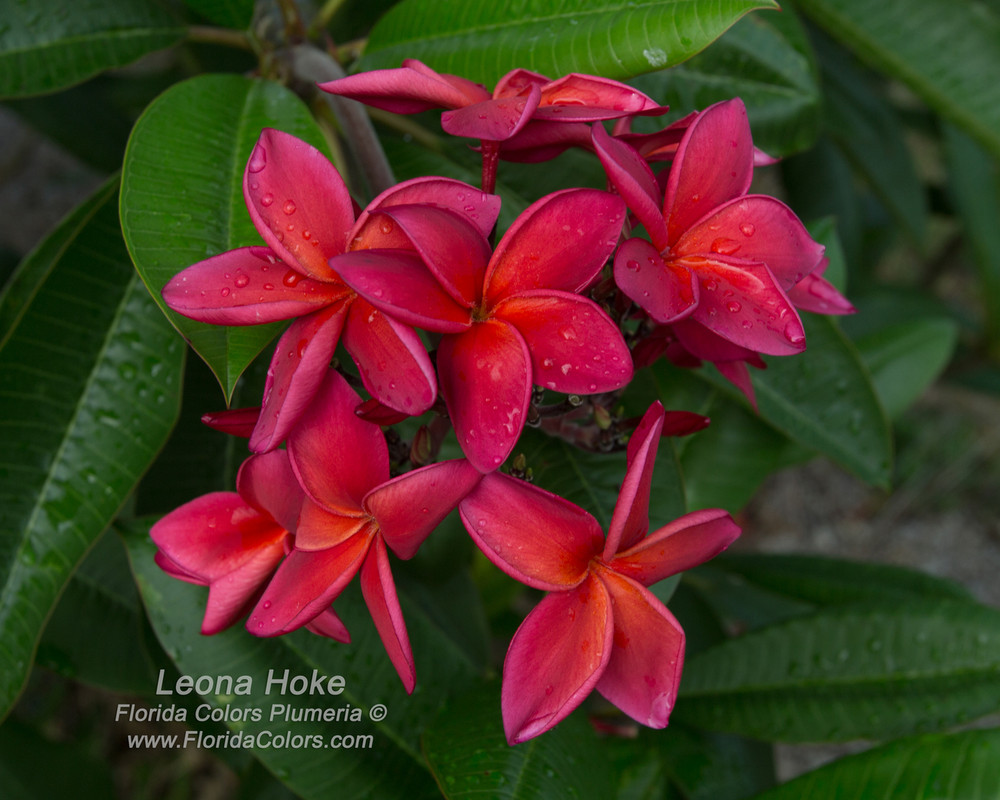 Leona Hoke Plumeria