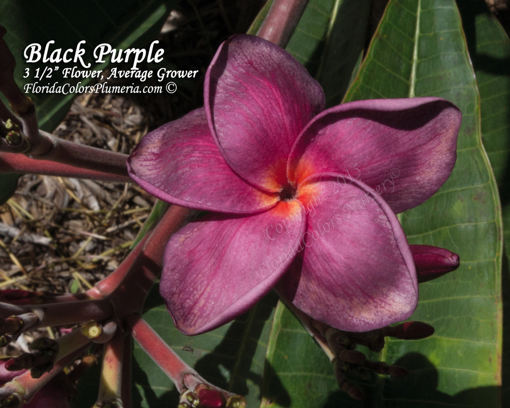 Black Purple Plumeria