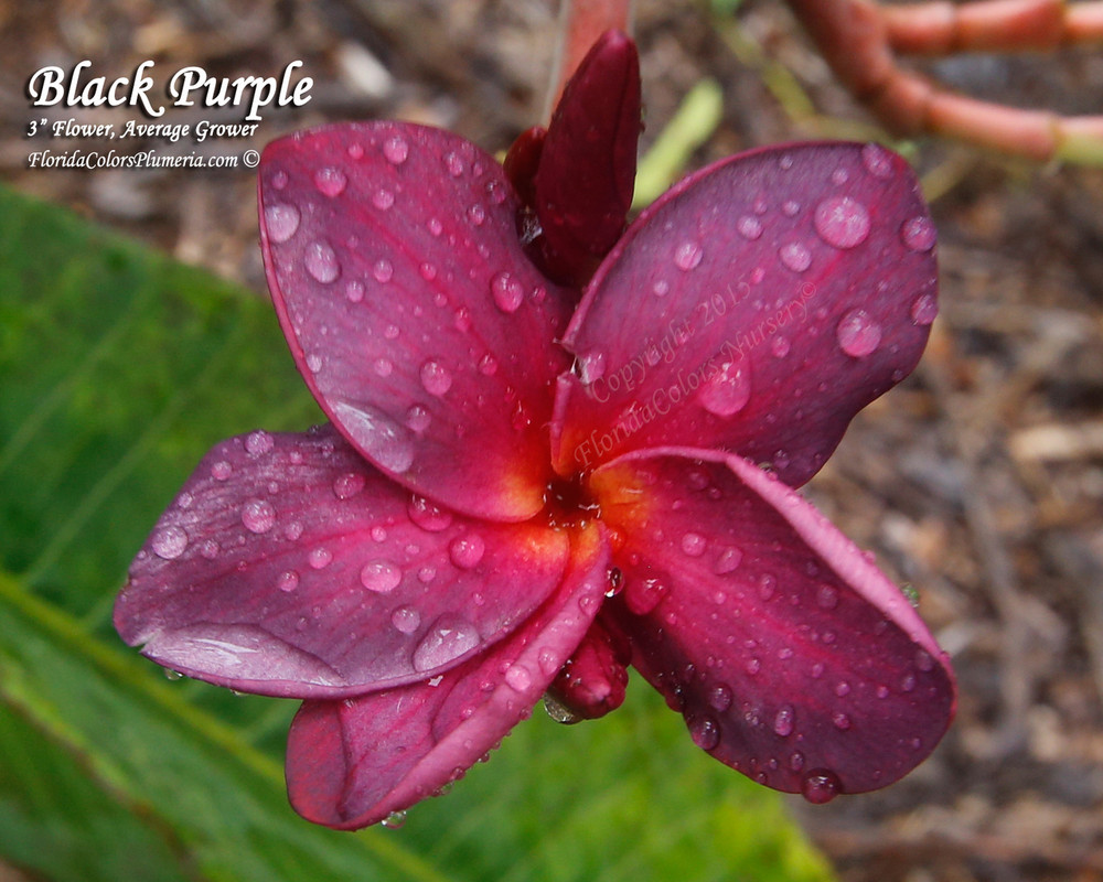 Black Purple Plumeria