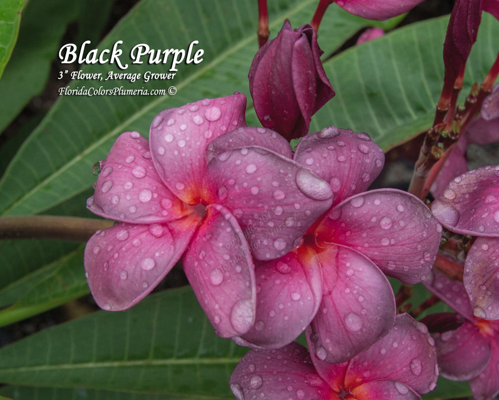 Black Purple Plumeria