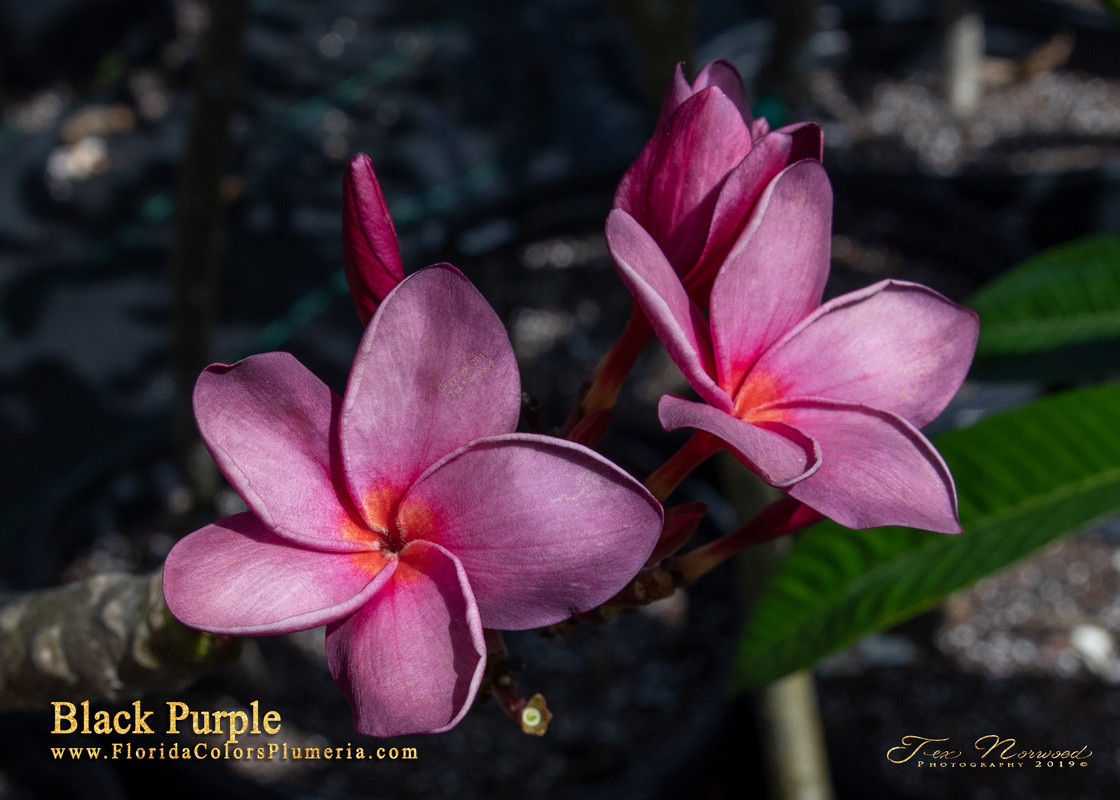 Black Purple aka Muang Anchan Plumeria