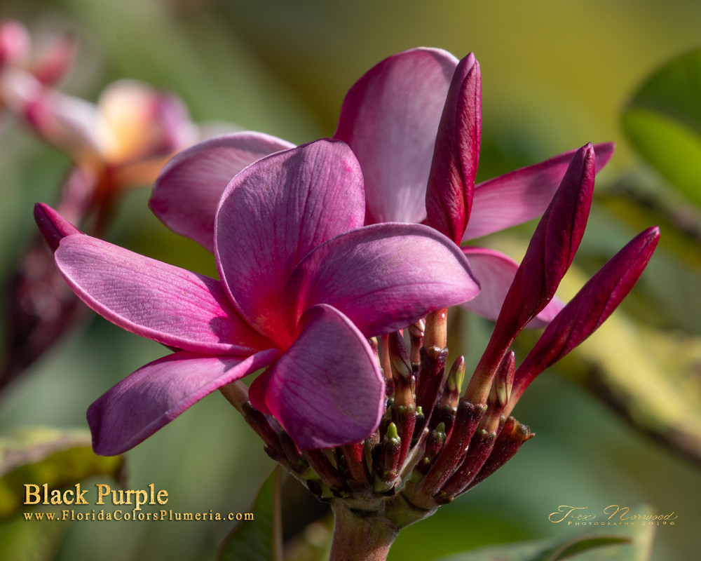 Black Purple aka Muang Anchan Plumeria