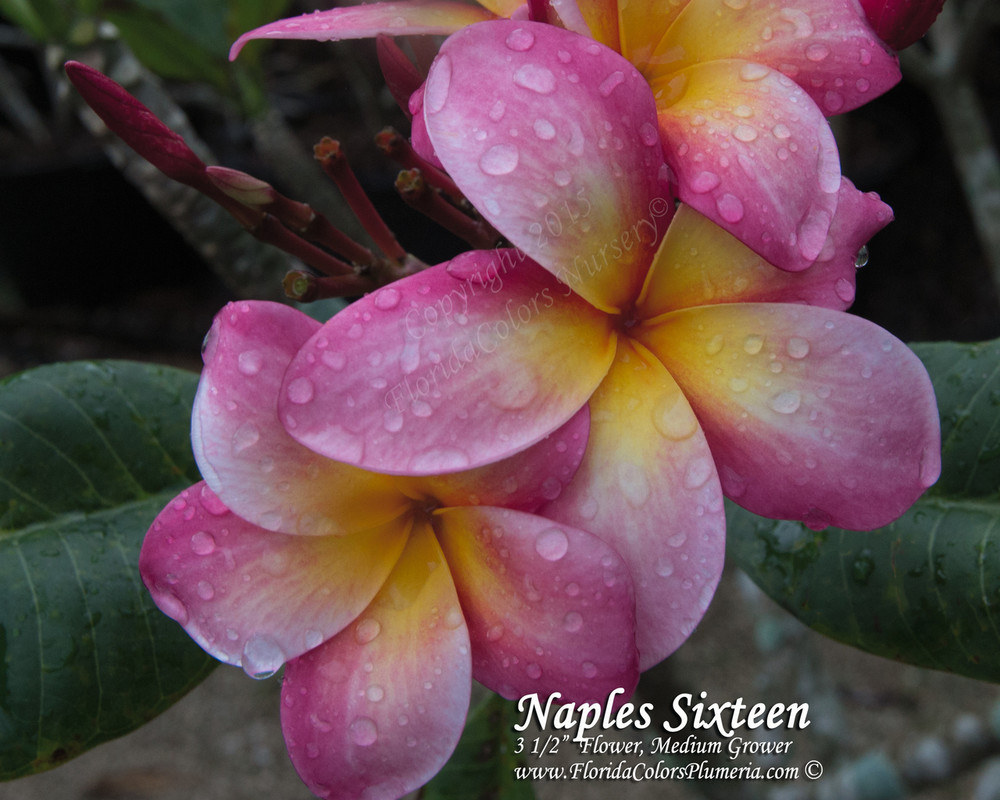 Naples Sixteen FCN Plumeria