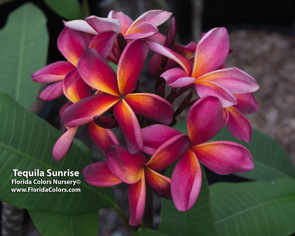 Tequila Sunrise Plumeria