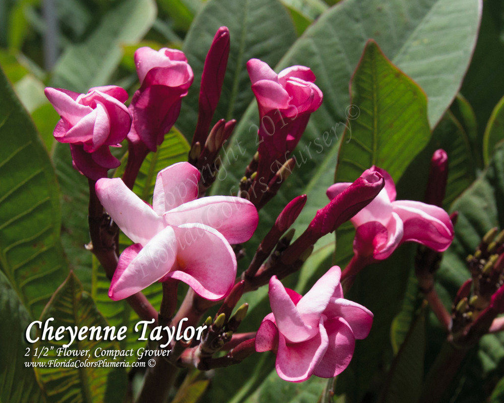 Cheyenne Taylor Plumeria