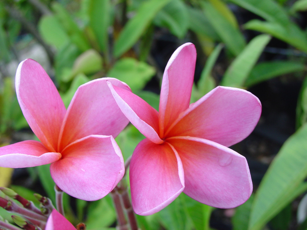 Andrea Jean FCN Plumeria