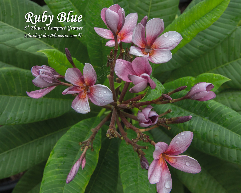 Ruby Blue Plumeria