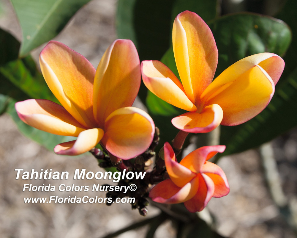 Tahitian Moonglow aka University of Hawaii Orange Plumeria