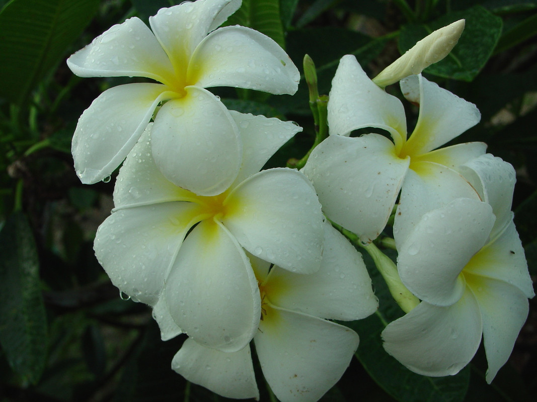 Singapore aka P. obtusa Singapore White Plumeria