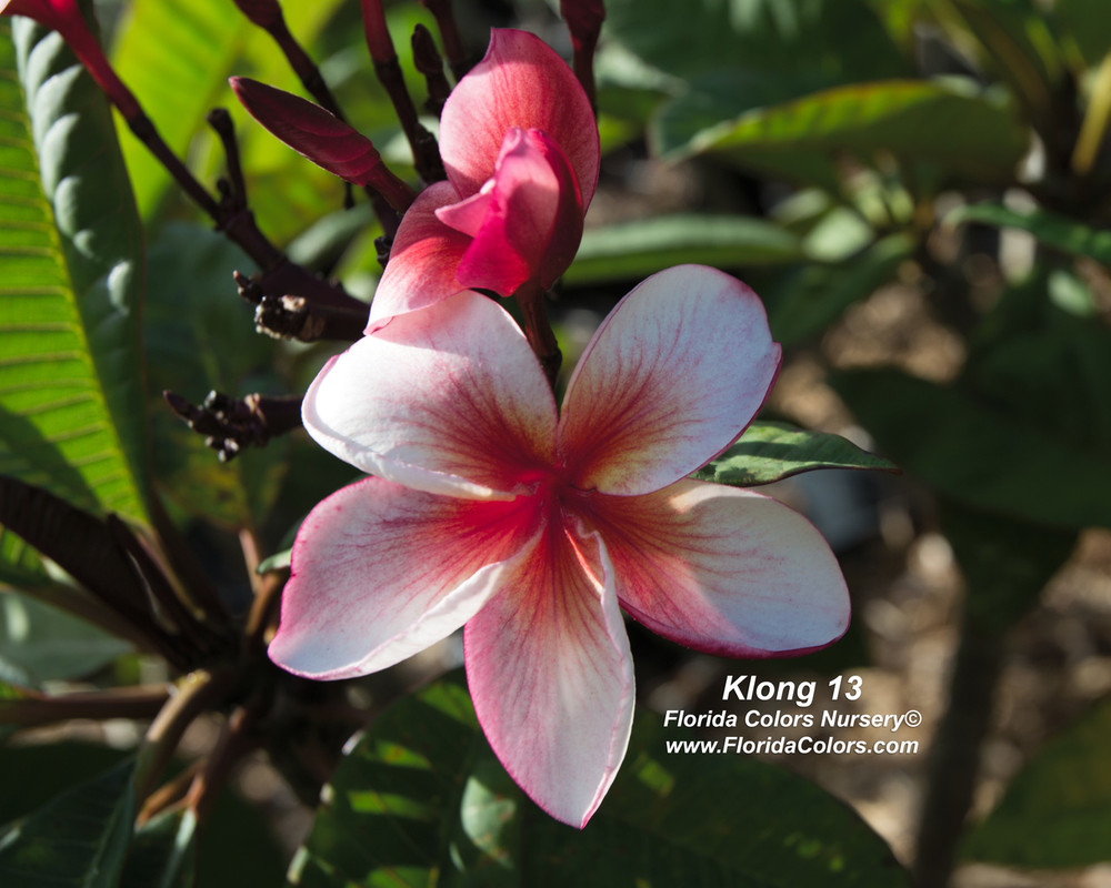 Klong 13 Plumeria