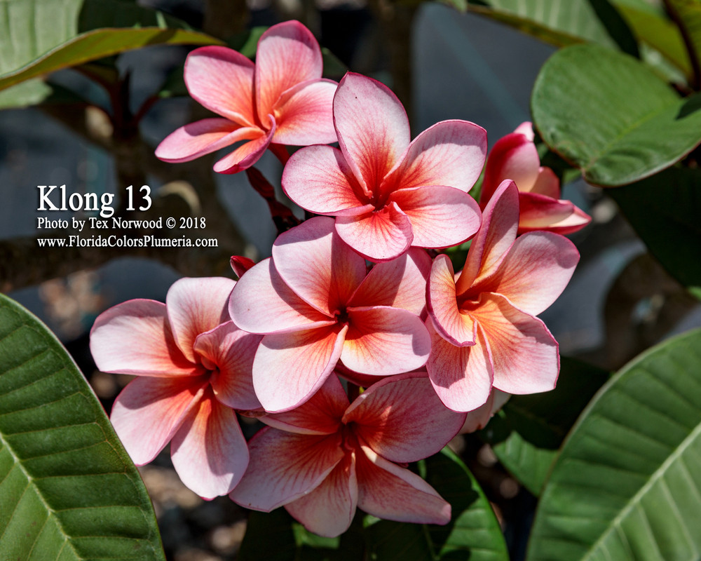 Klong 13 Plumeria