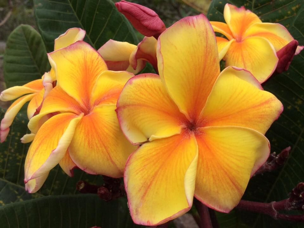 Golden Noi Plumeria