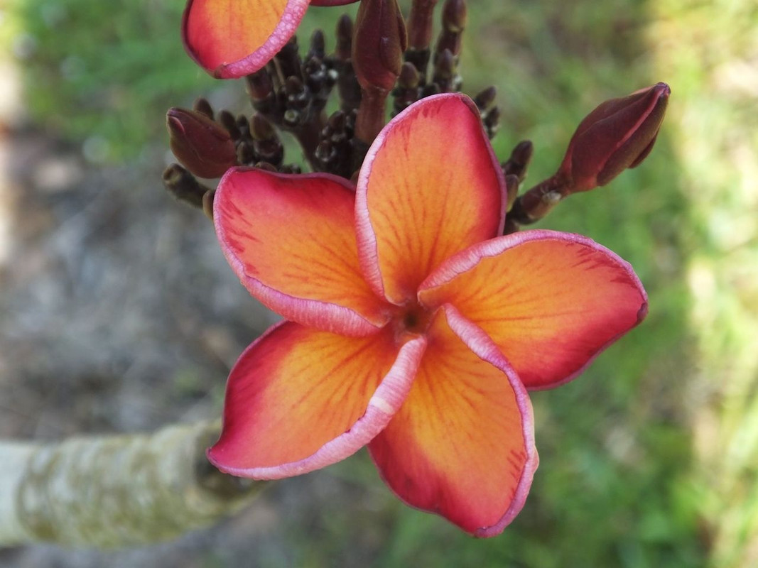 Shimmering Plumeria