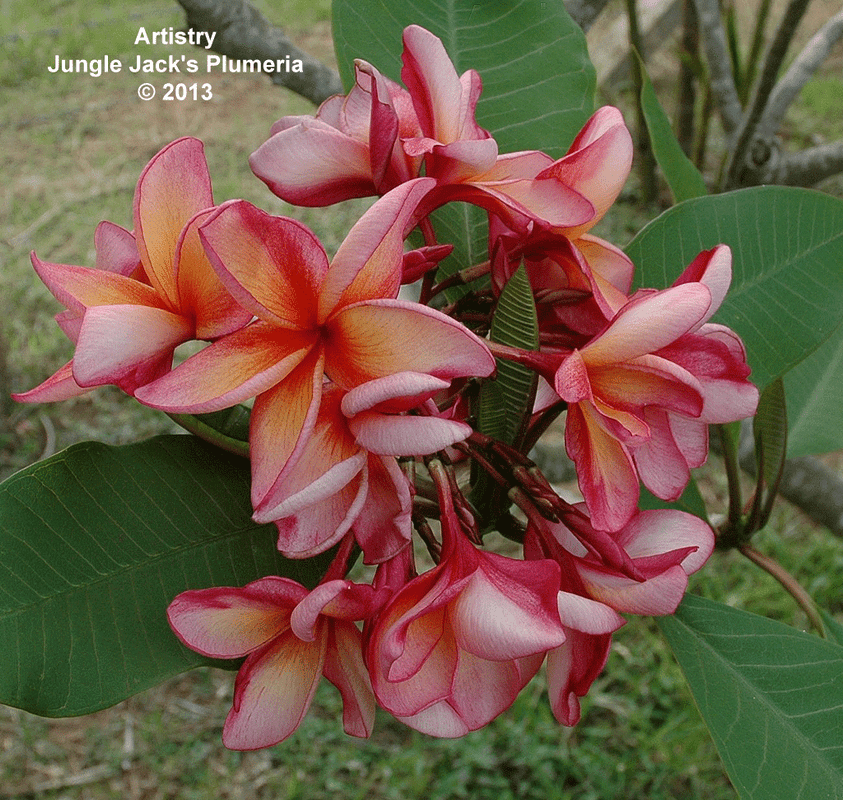 Artistry Plumeria Introduced by Jungle Jack