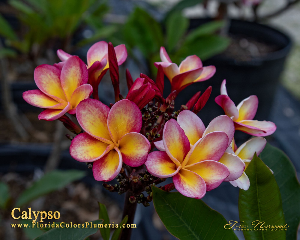 Calypso JJ Plumeria