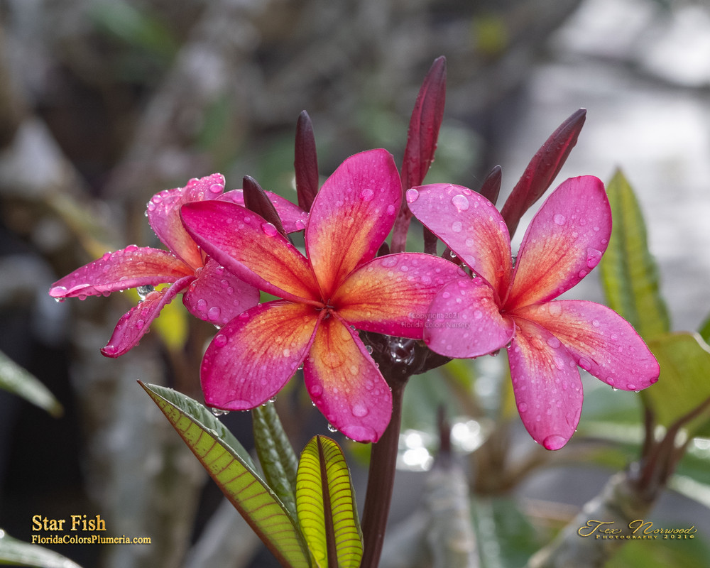 Starfish JJ Plumeria