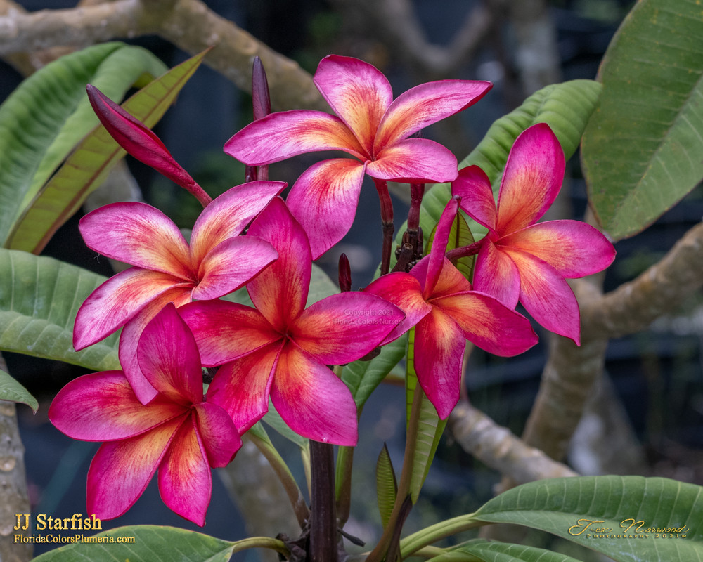 Starfish JJ Plumeria