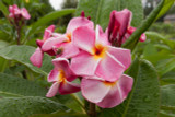 Pink Ruffles Plumeria