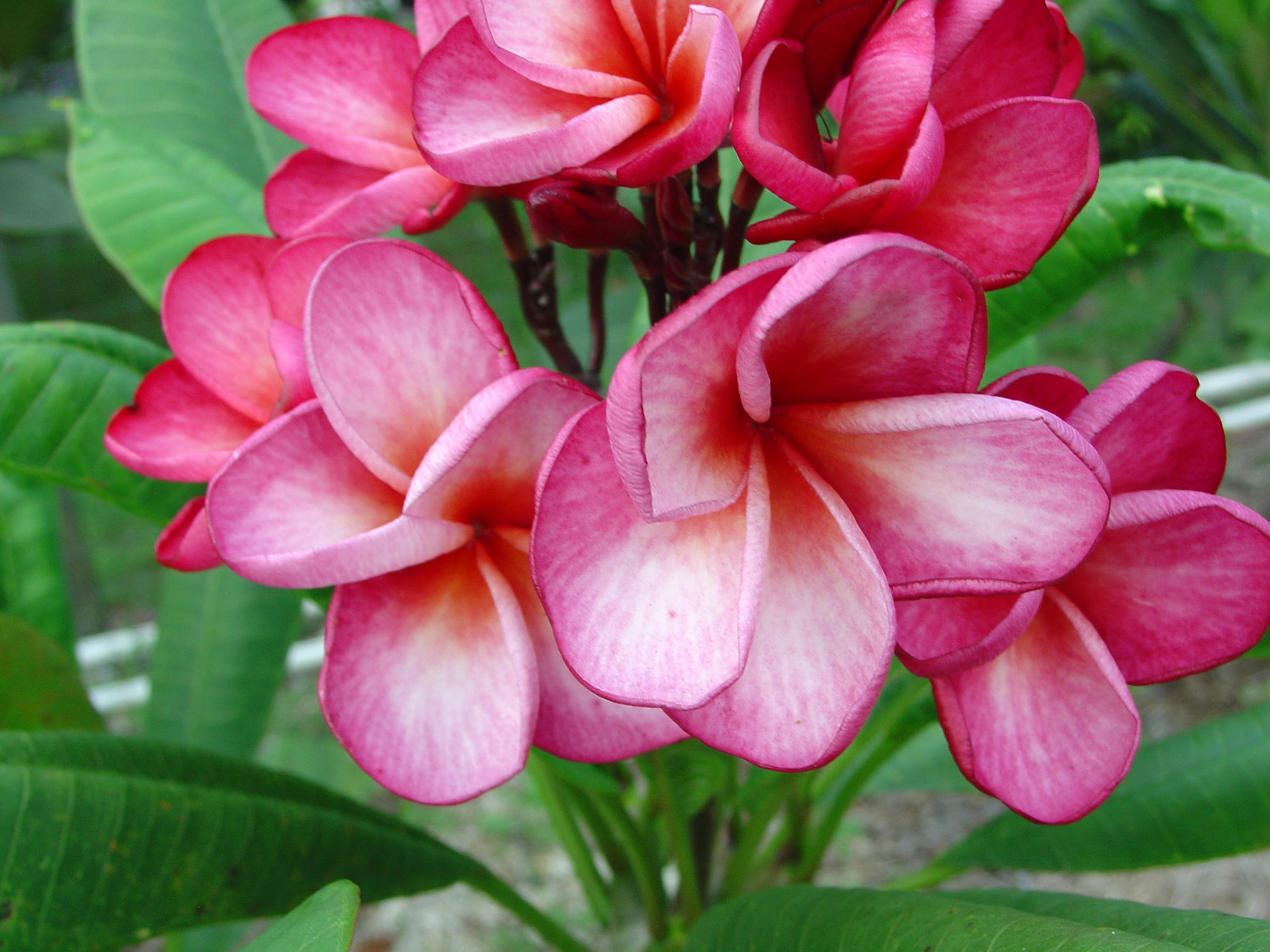 Siam Rainbow Plumeria