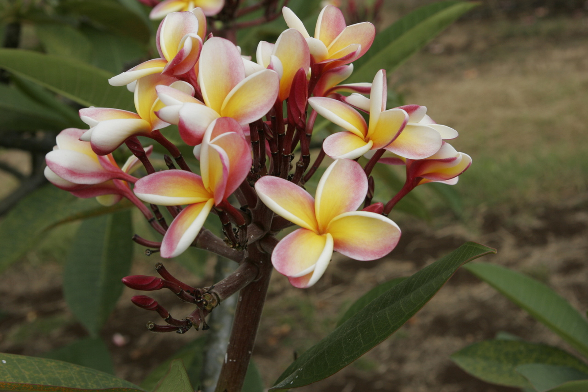 Lei Rainbow Plumeria