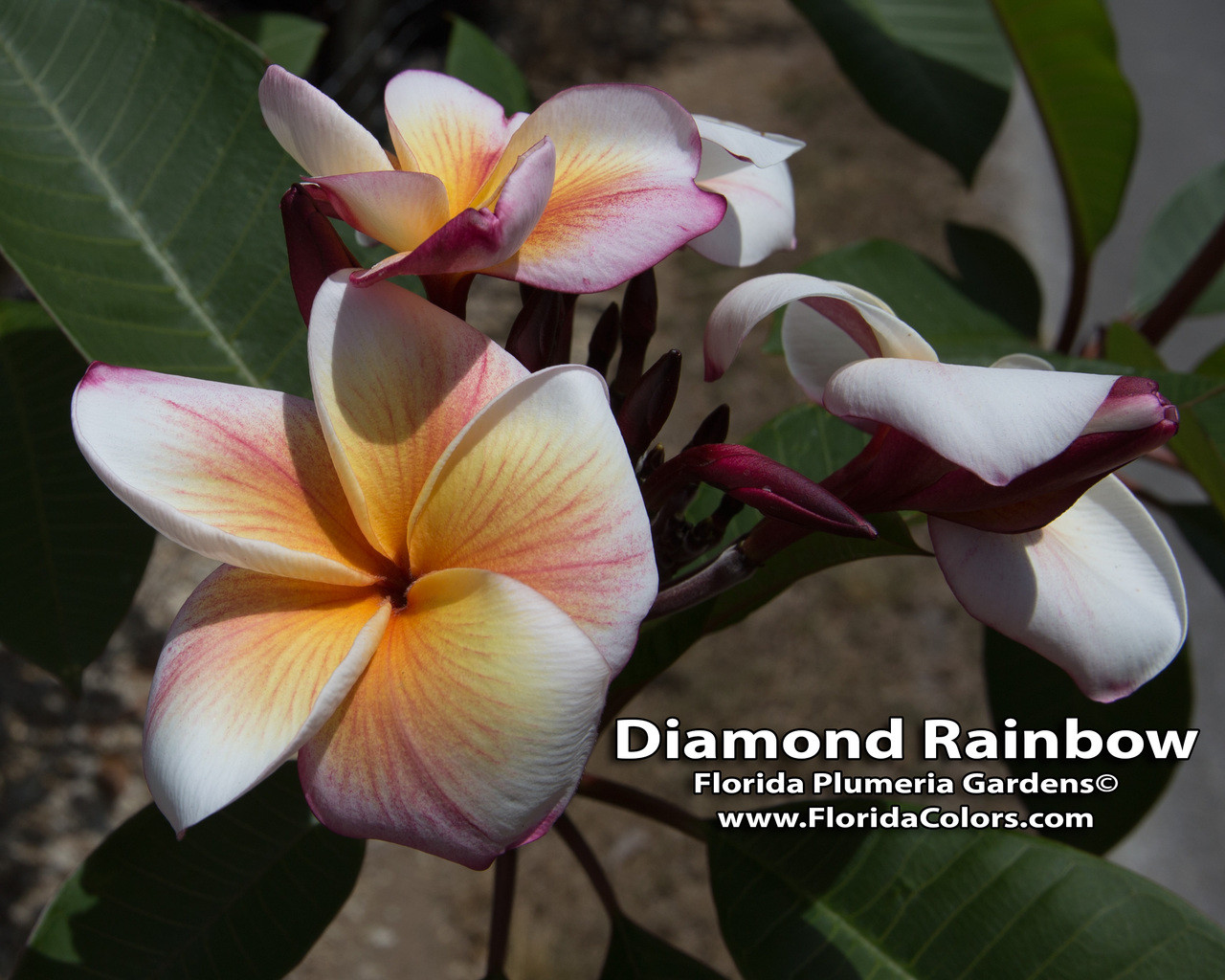 Plumeria Clarity Big Golden Brown