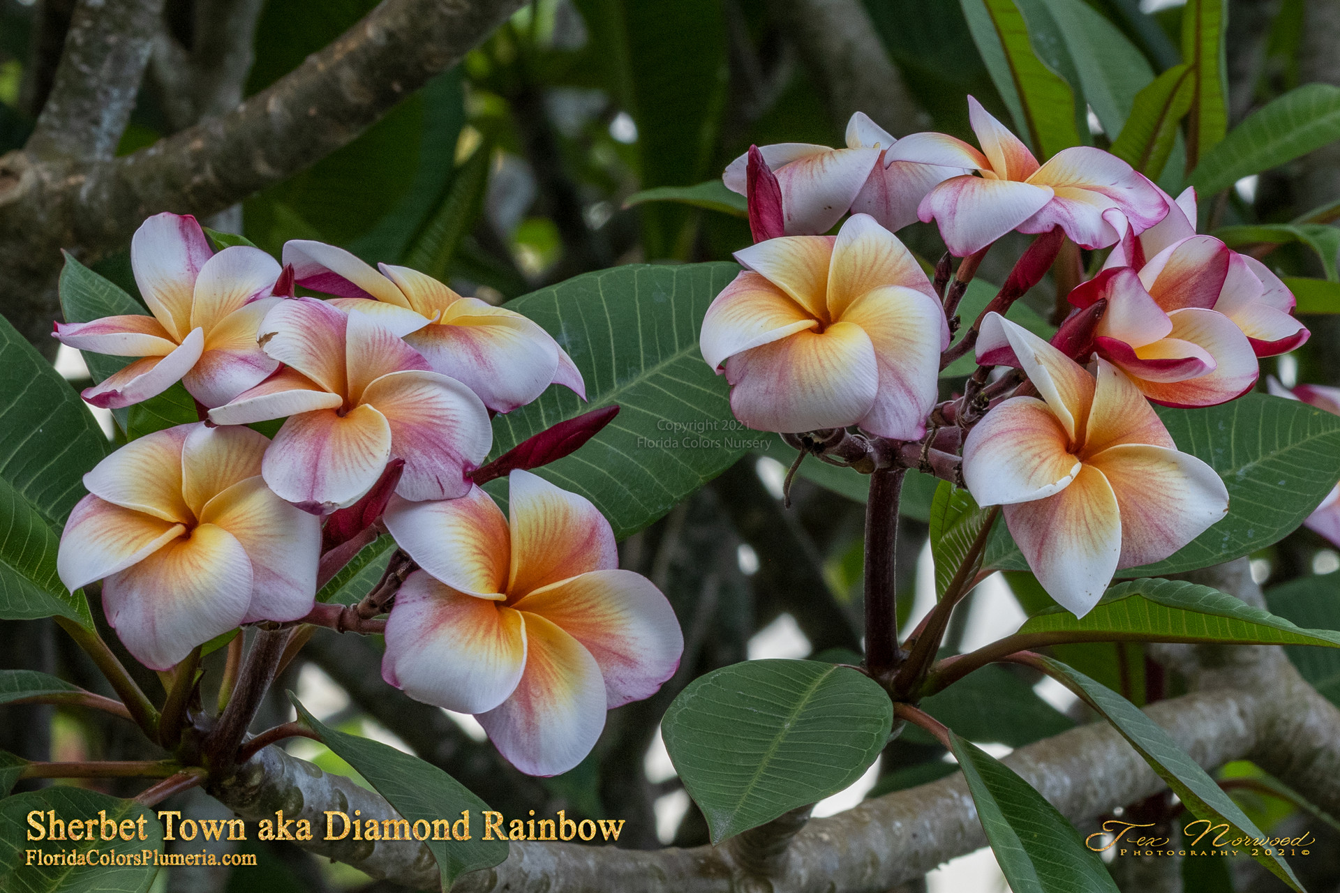Sherbet Town Plumeria aka Diamond Rainbow