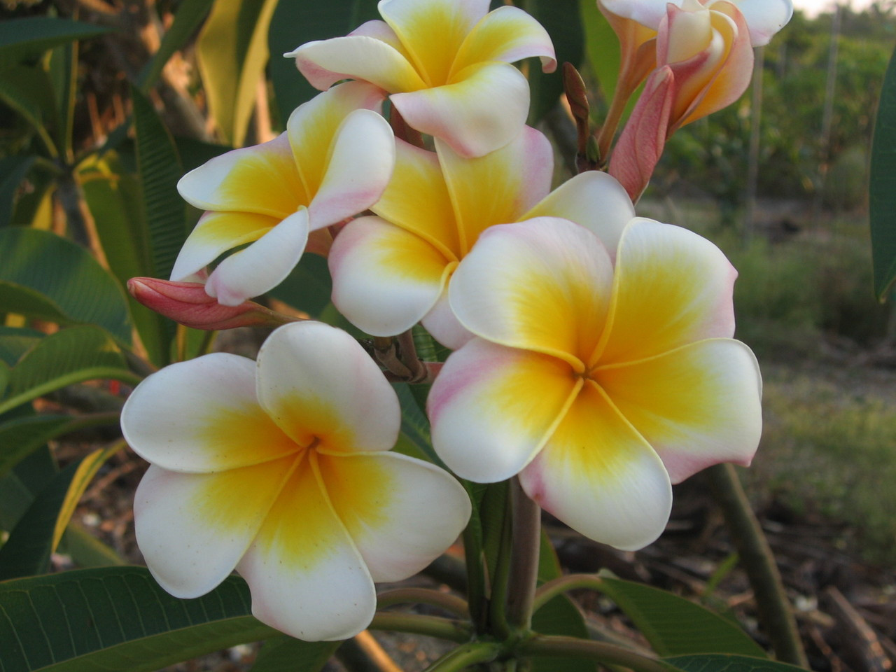 Saigon Moon Plumeria Florida Colors Nursery