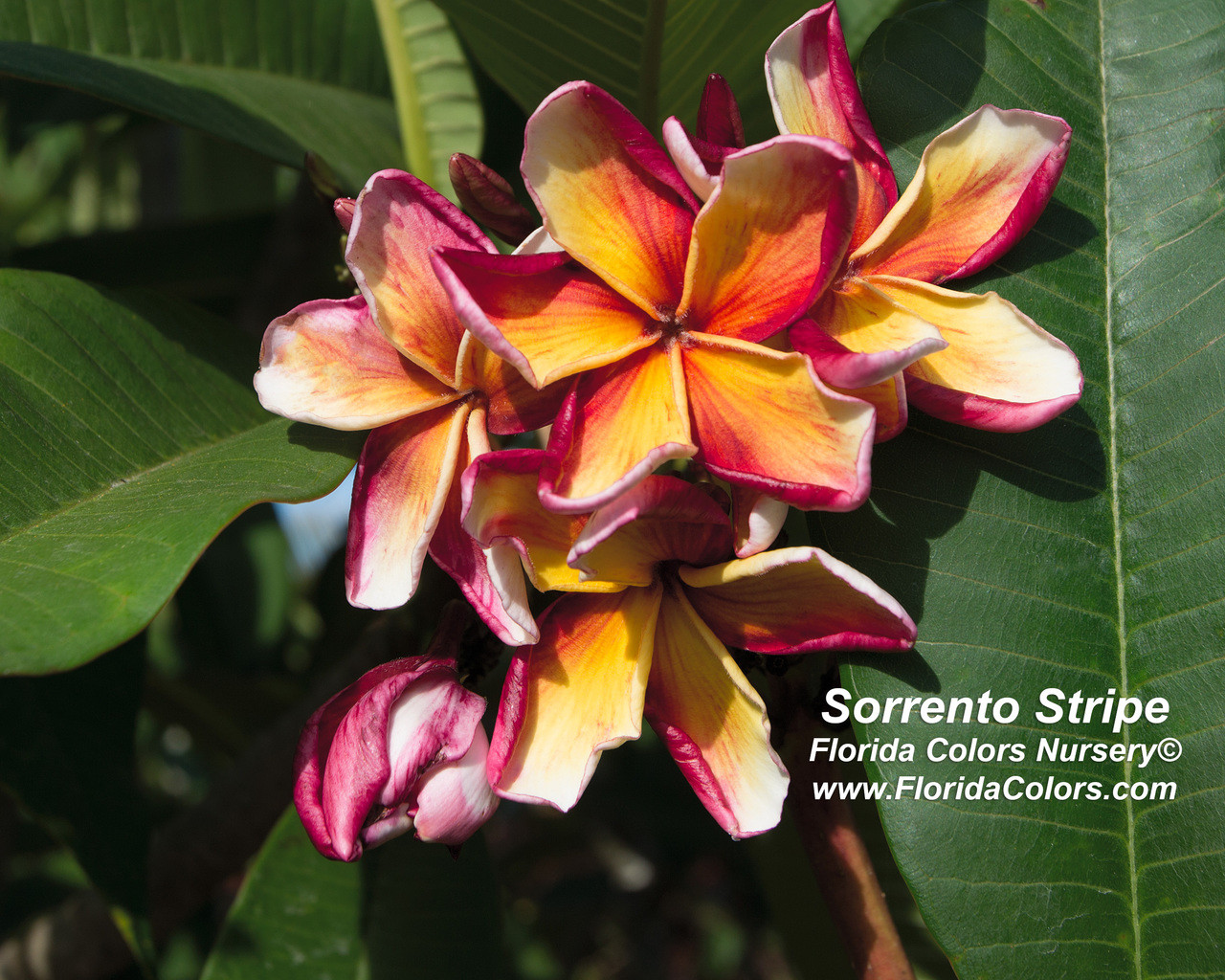Gold Coast Cotton Candy Plumeria Florida Colors Nursery