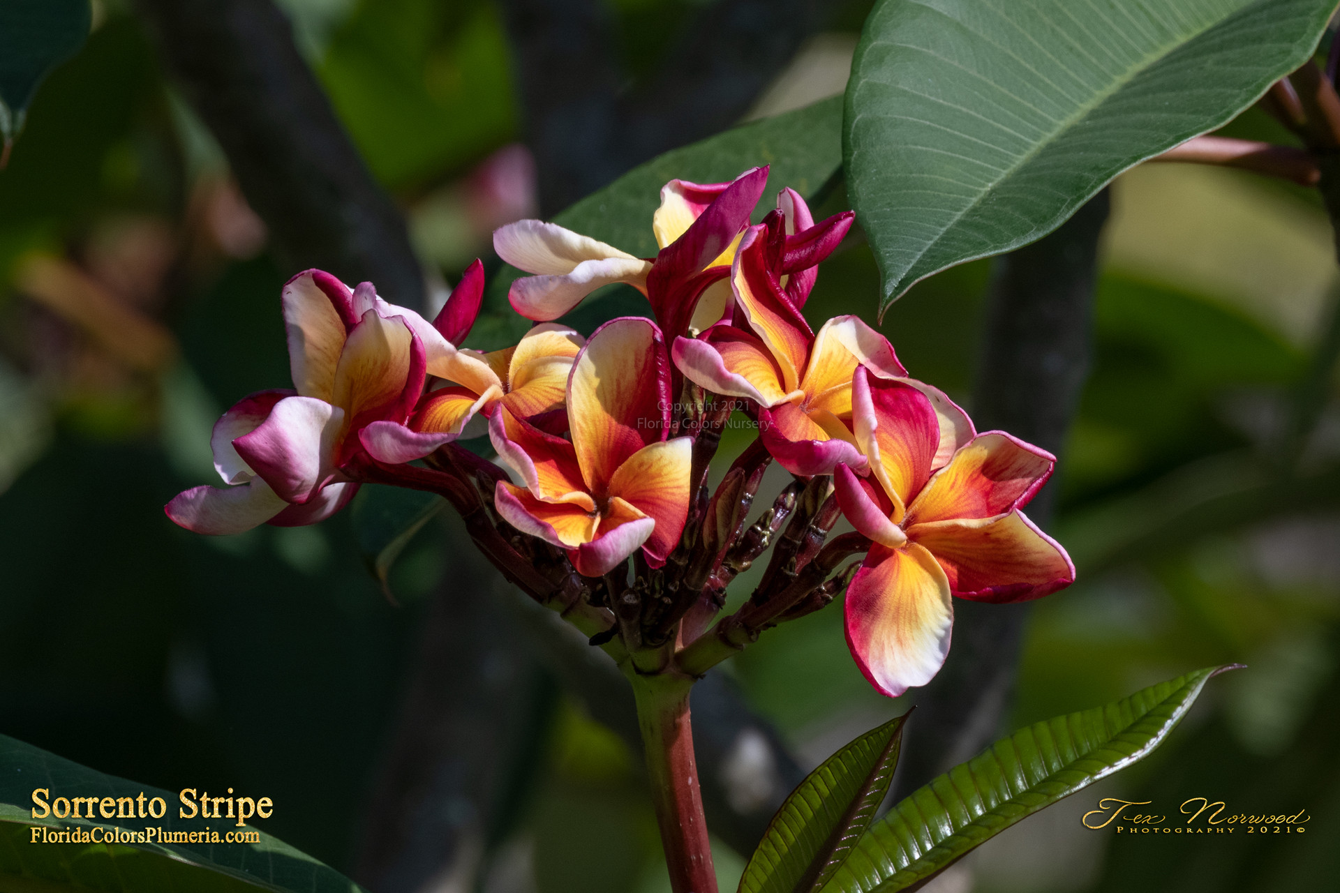 Candy Stripe Original Plumeria Frangipani Cutting - 10 Inch Unrooted Single Head, Pink - View #5