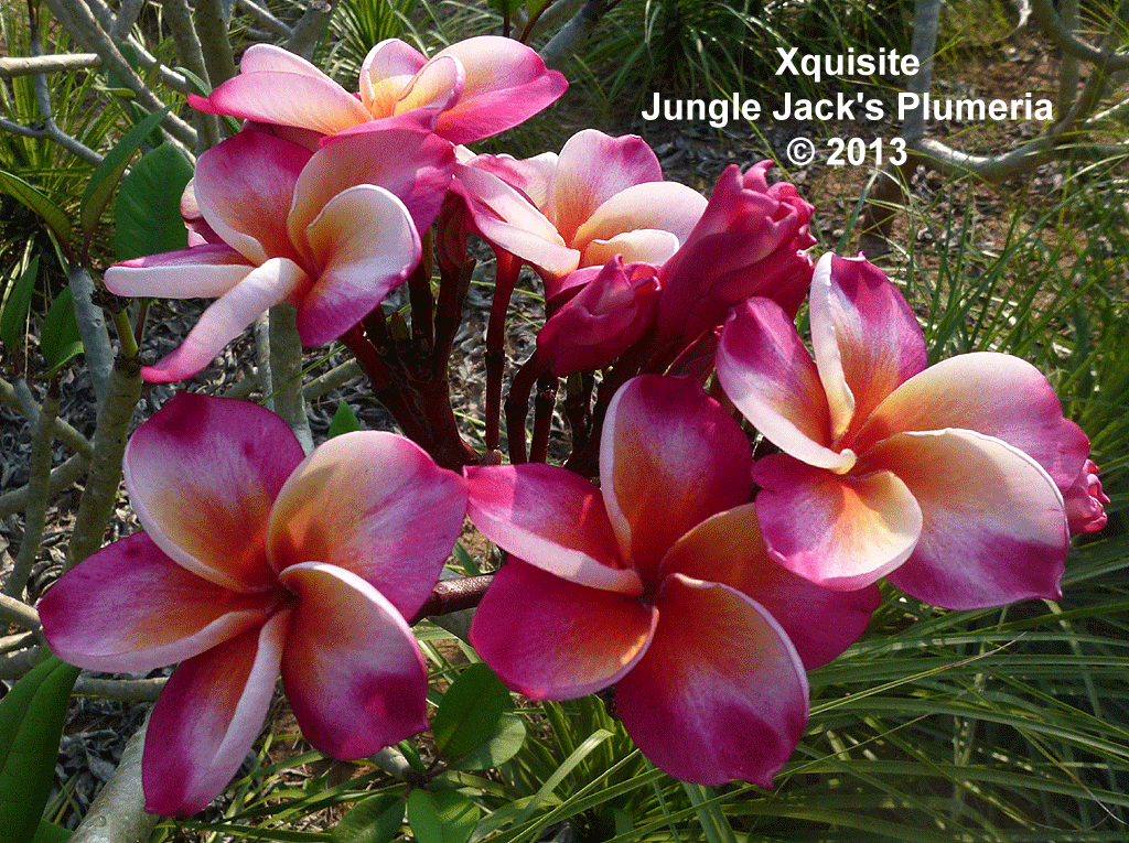 Xquisite Plumeria Introduced by Jungle Jack