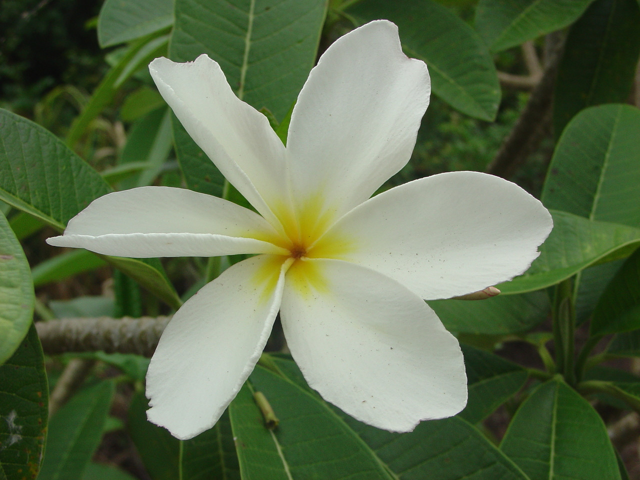 Dwarf Deciduous Plumeria