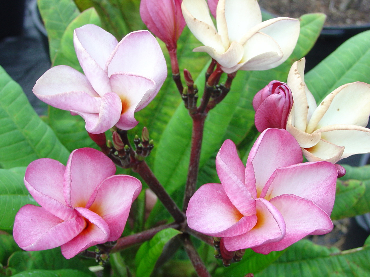 Dwarf Deciduous Plumeria
