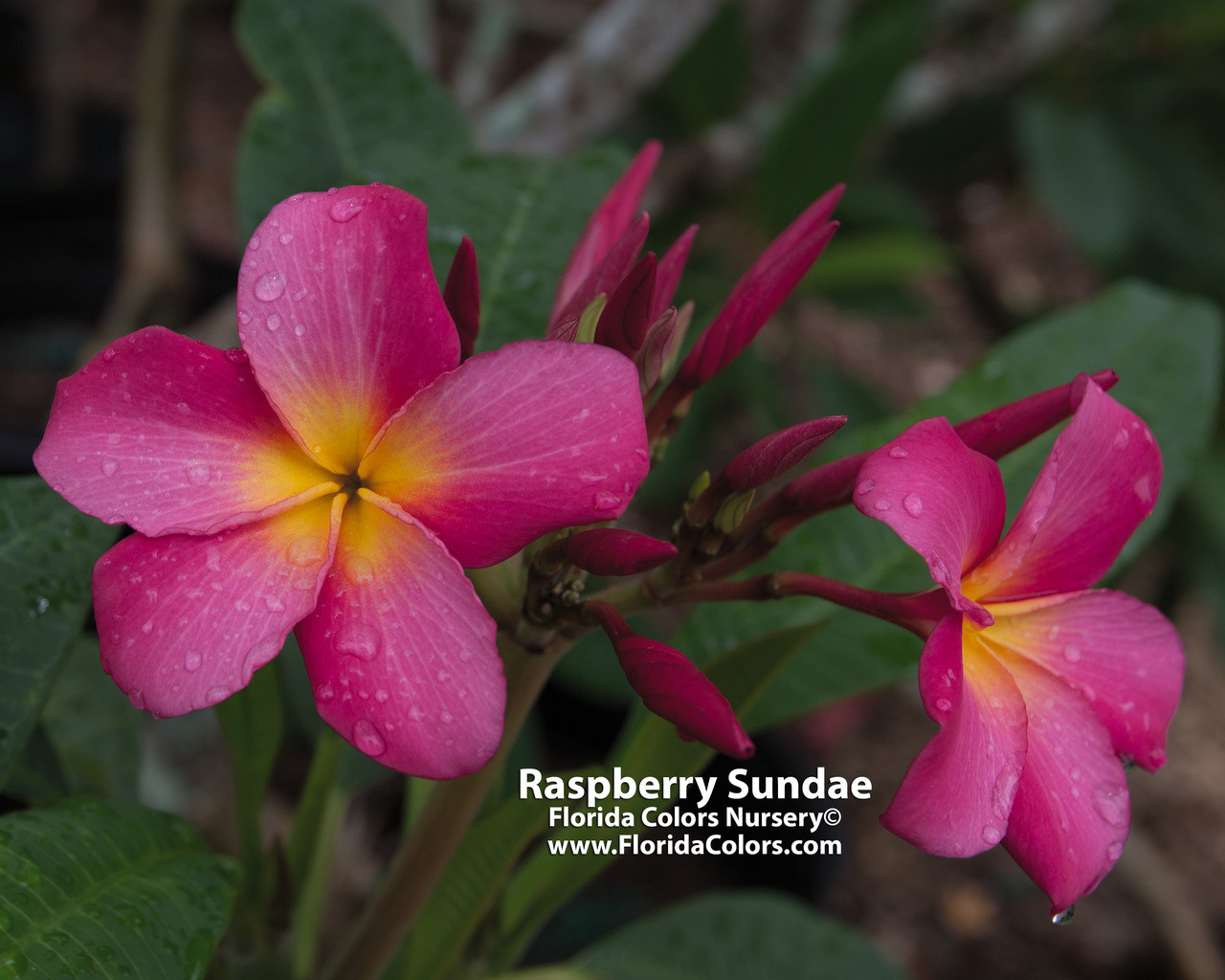 Raspberry Sundae Plumeria