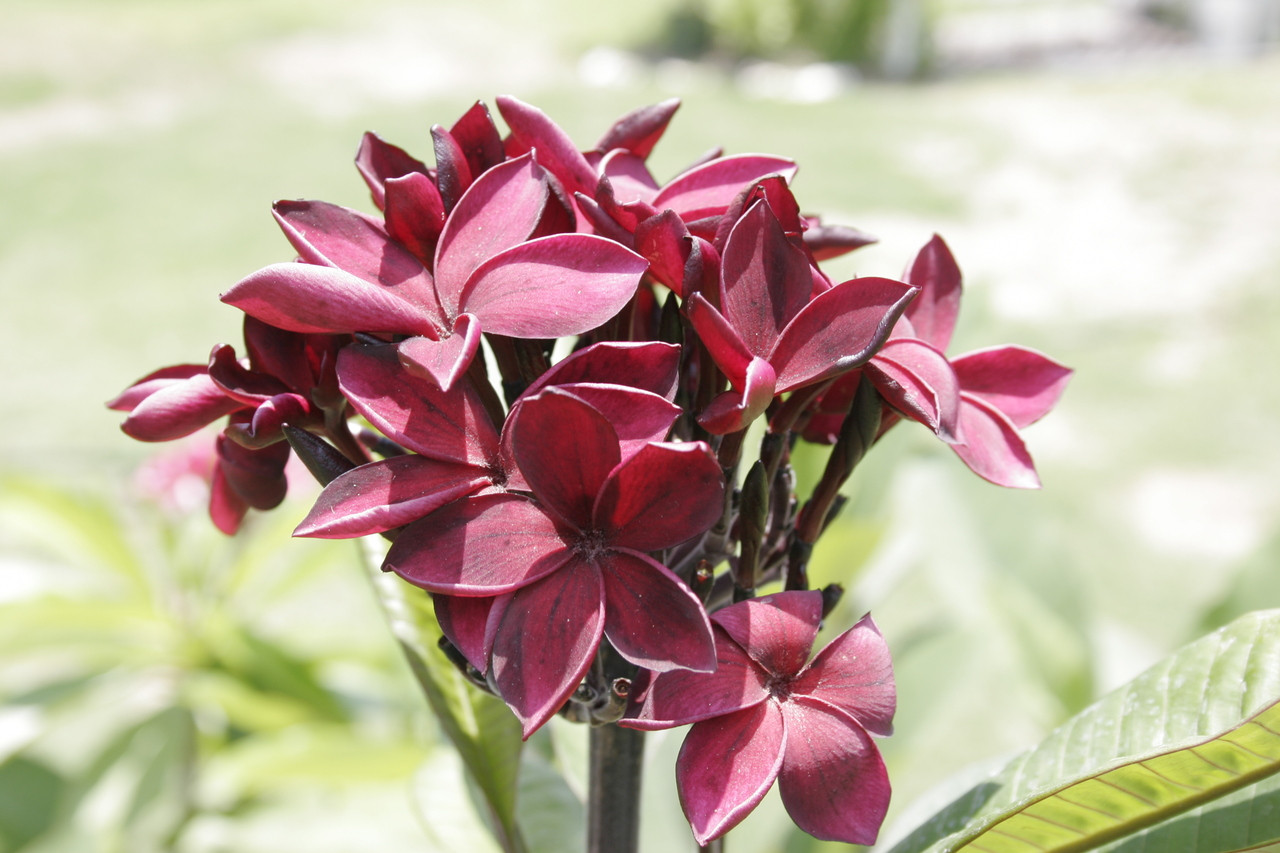 Hilo Beauty Plumeria Florida Colors Nursery