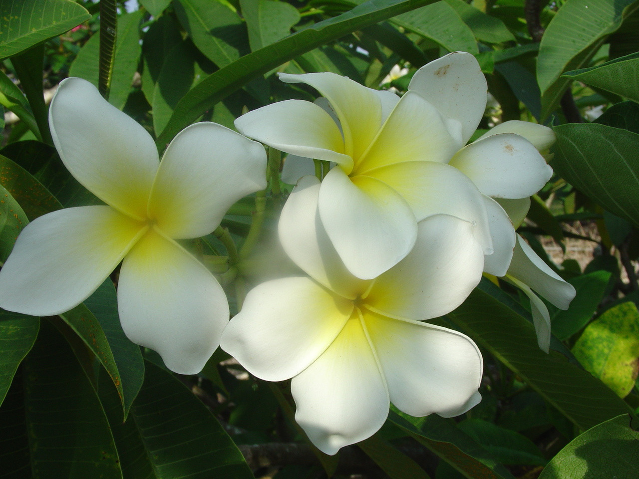 Plumeria for Sale Plumeria by Fragrance Most Fragrant Plumeria