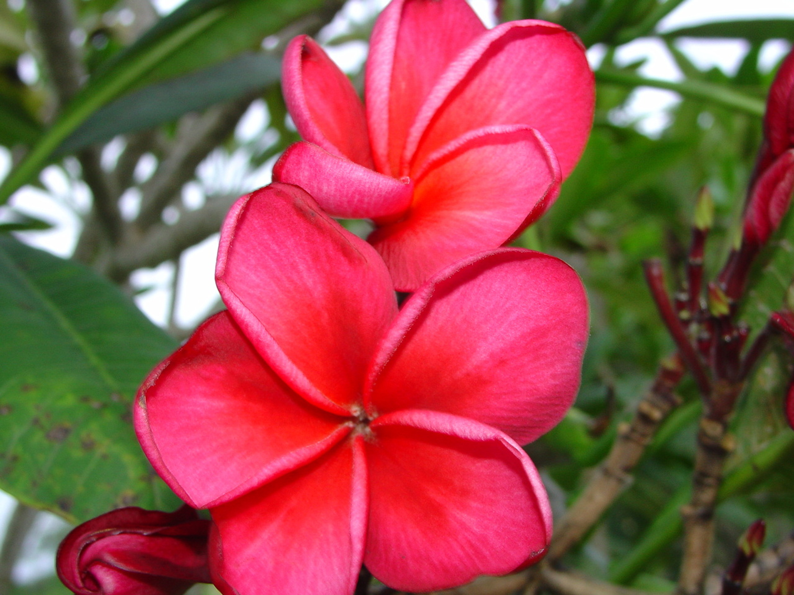 Tahitian Moonglow aka University of Hawaii Orange Plumeria