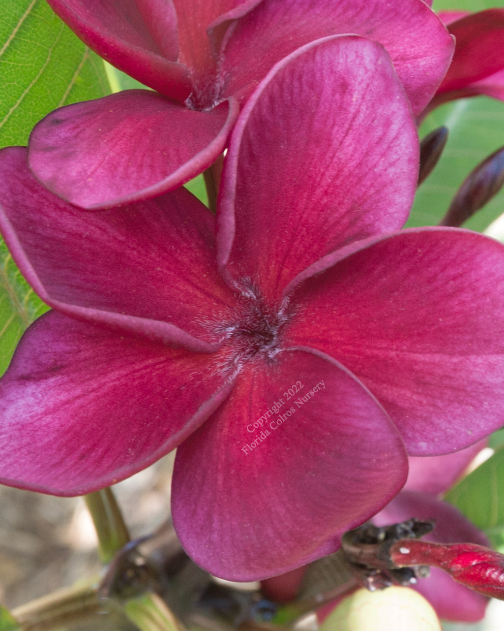  Abigail Plumeria Introduced by Florida Colors Nursery Bildidee 